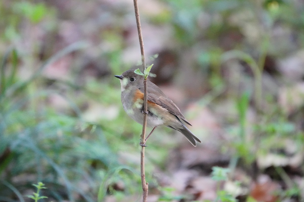 Red-flanked Bluetail - ML323755791