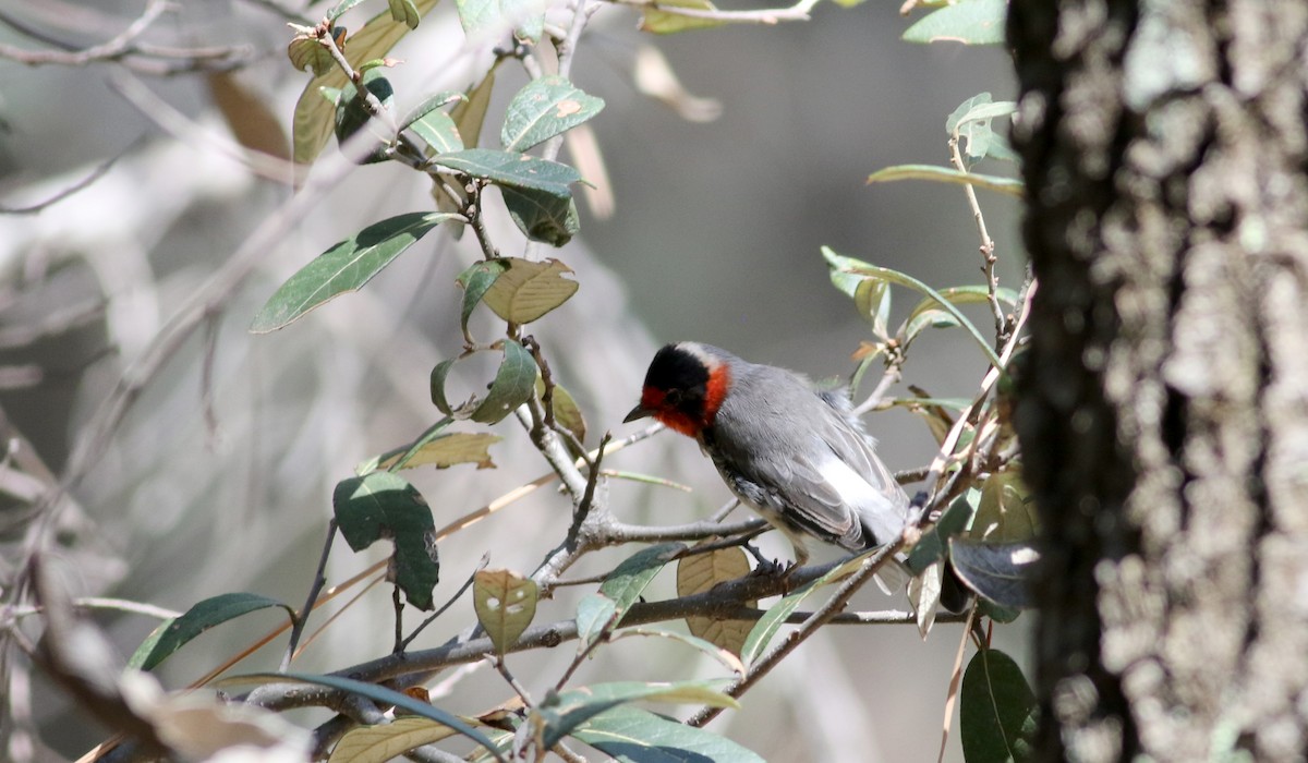 Red-faced Warbler - ML32375661