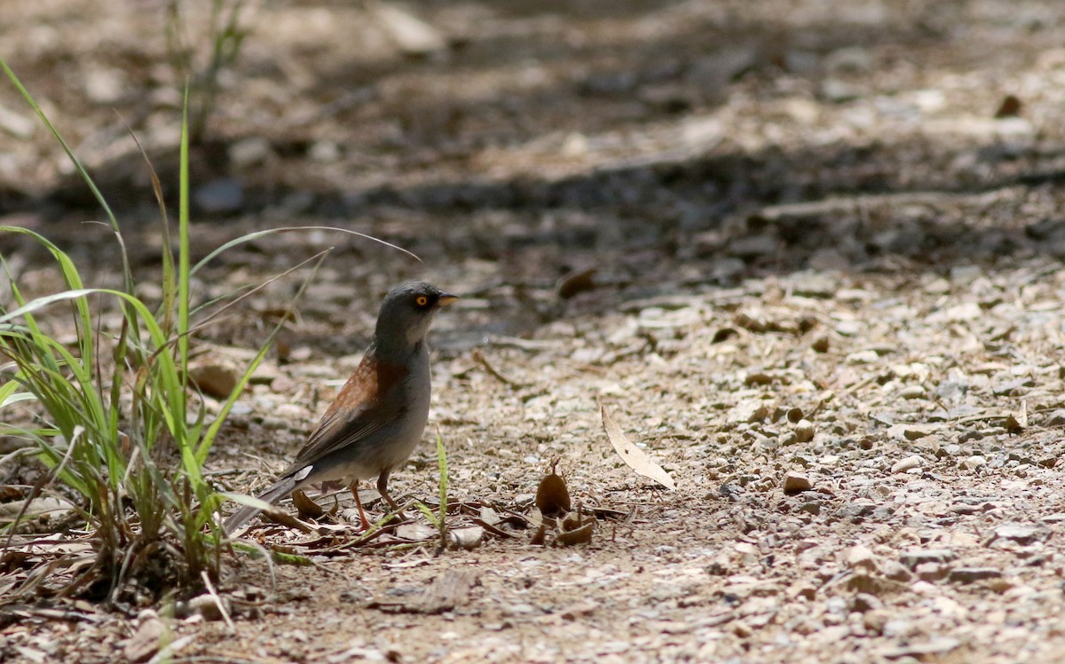 Yellow-eyed Junco - ML32375711