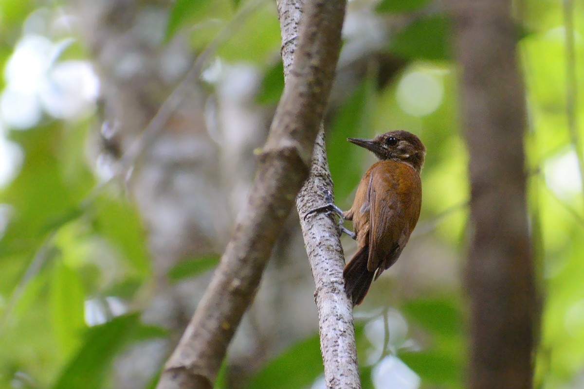 Smoky-brown Woodpecker - ML323757271