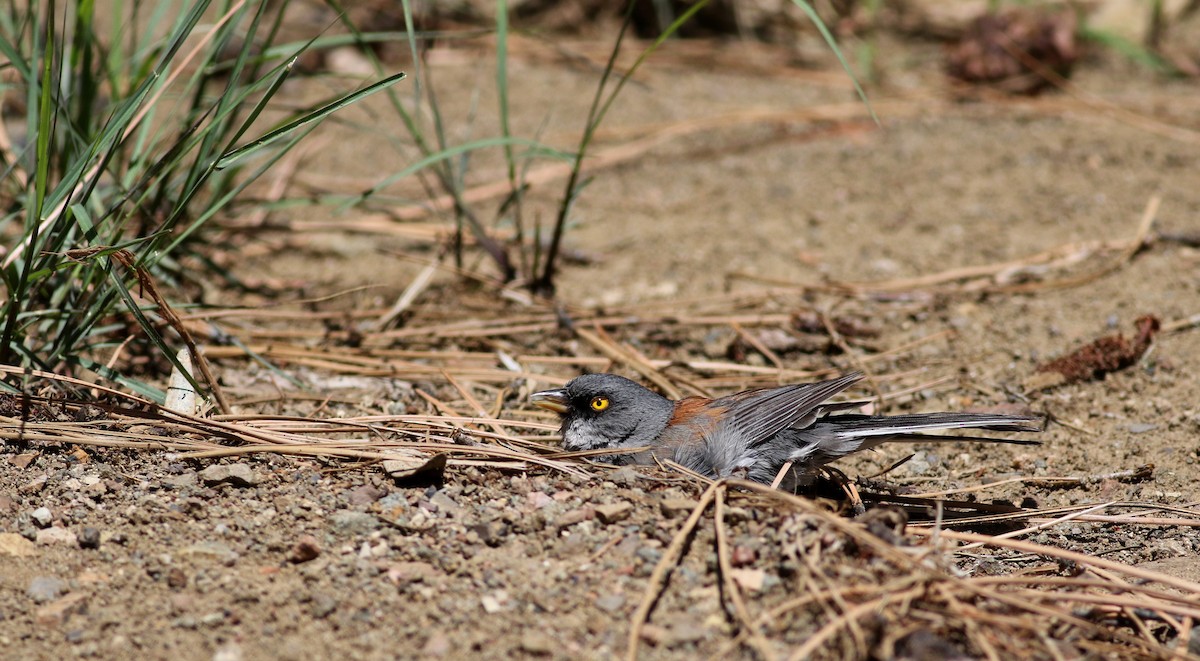 Yellow-eyed Junco - ML32375821