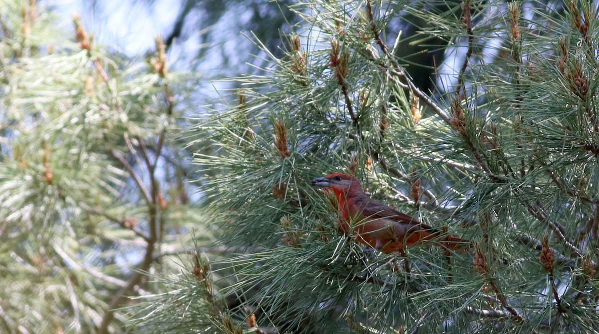 Hepatic Tanager (Northern) - ML32375871