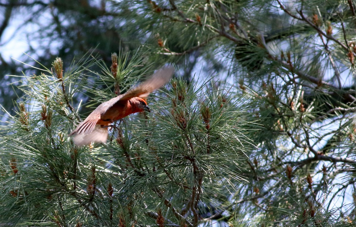 Hepatic Tanager (Northern) - ML32375881