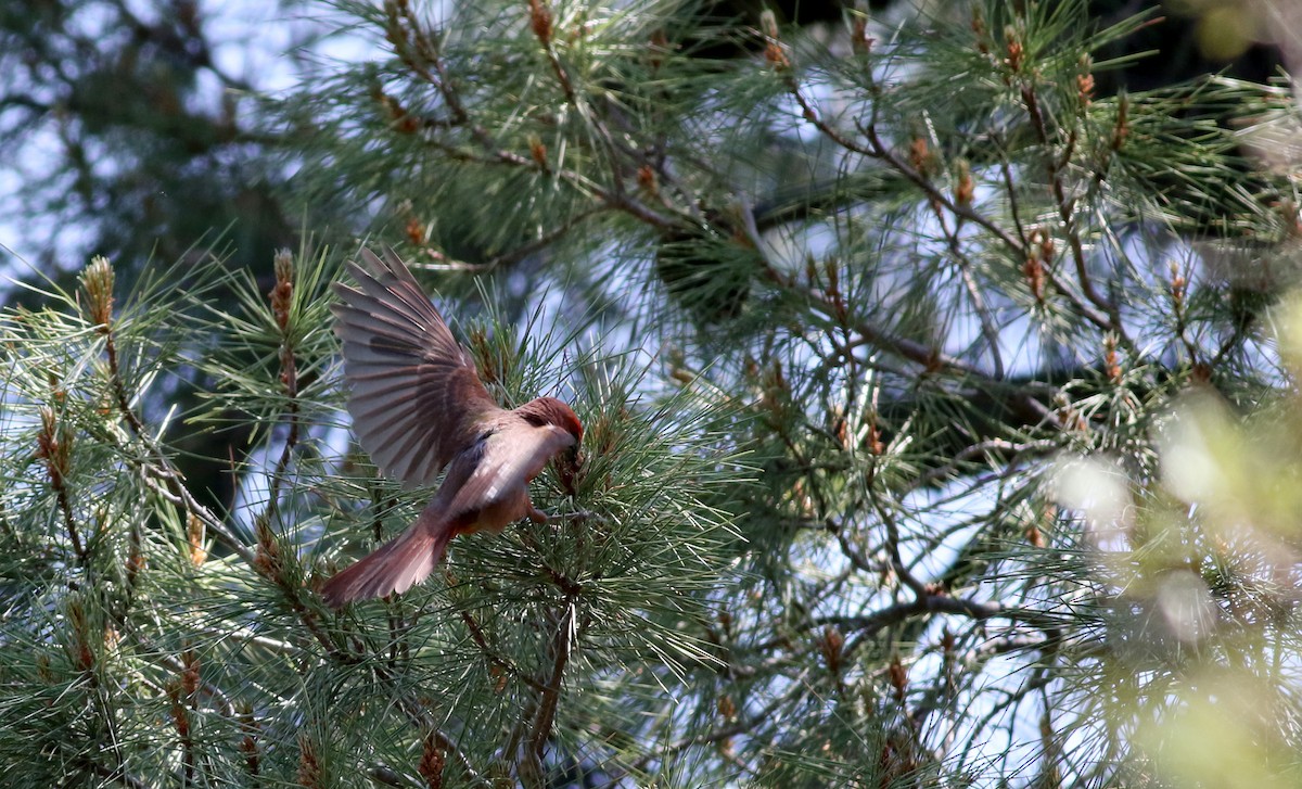 Hepatic Tanager (Northern) - ML32375891