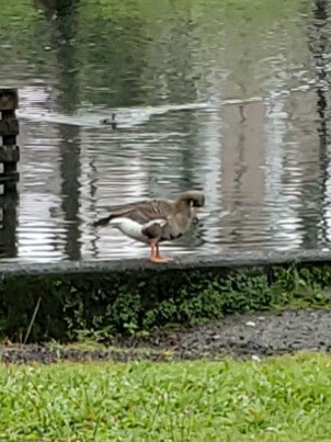 Greater White-fronted Goose - ML323759371