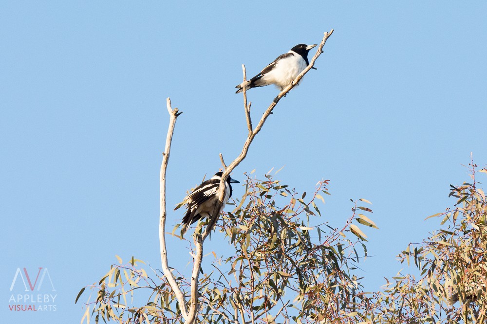 Pied Butcherbird - ML32376001