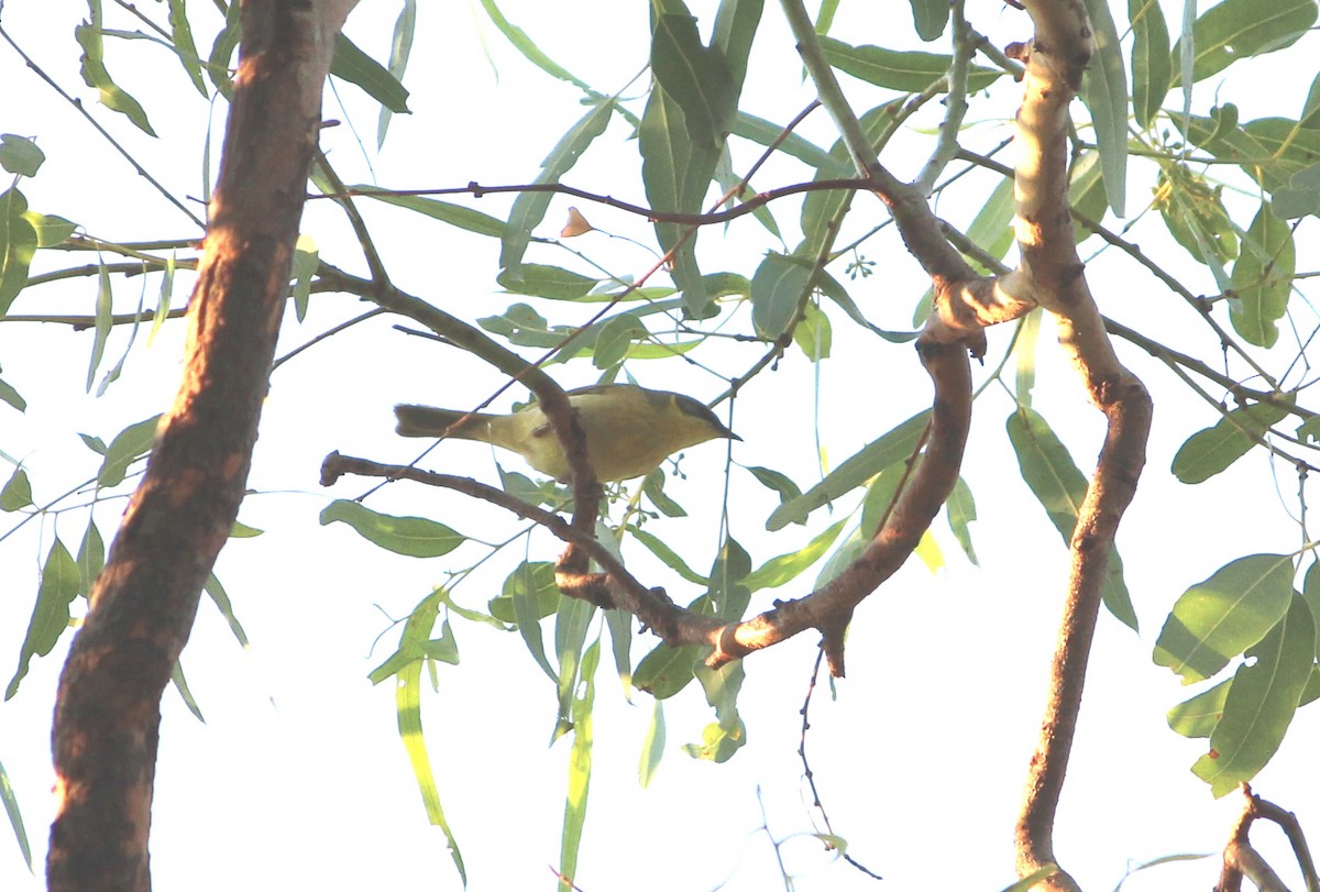 Gray-headed Honeyeater - Janine Duffy