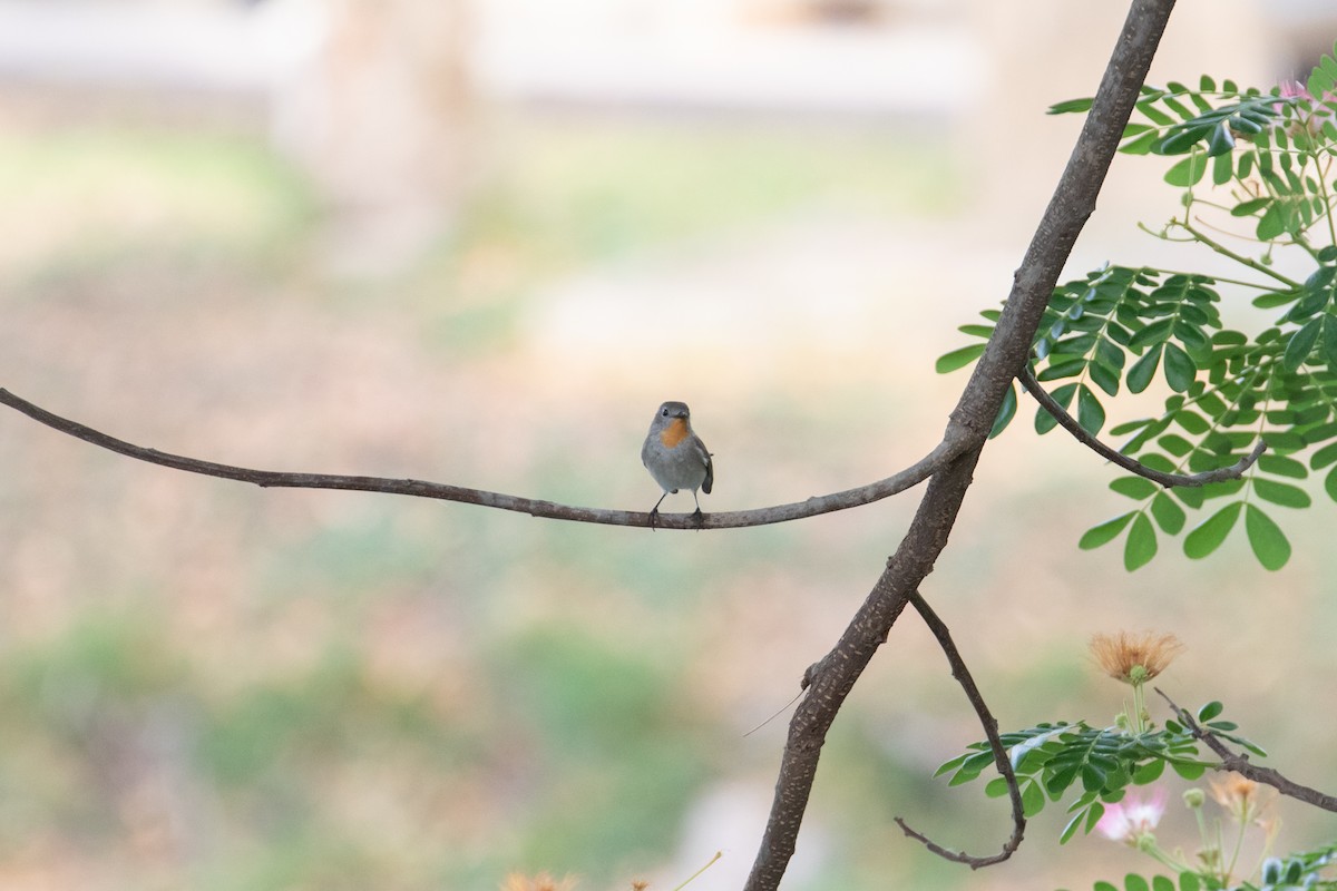 Taiga Flycatcher - Sutanan Pinmaneenopparat