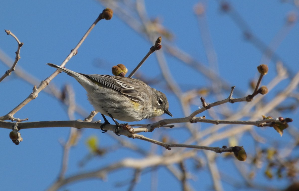 Yellow-rumped Warbler - ML323762311