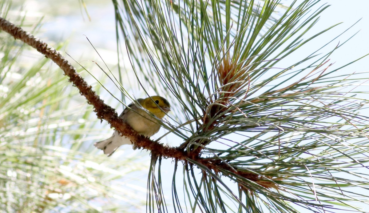 Hermit Warbler - Jay McGowan