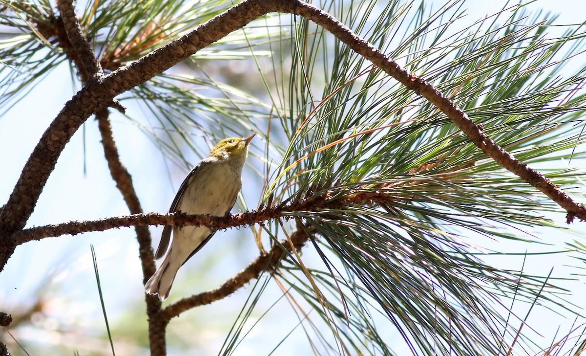 Hermit Warbler - Jay McGowan