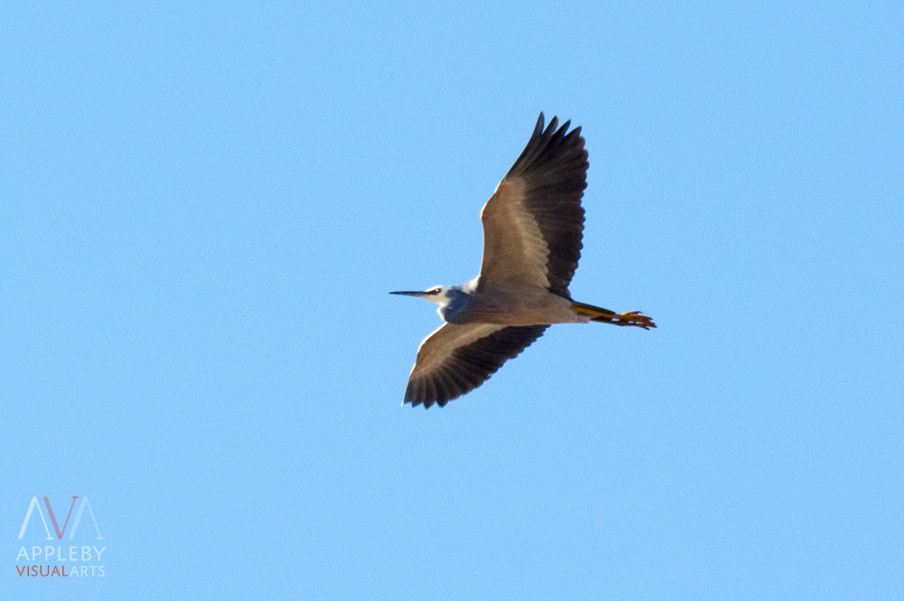 White-faced Heron - ML32376471