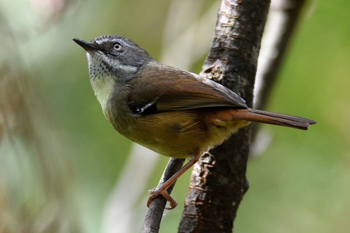 White-browed Scrubwren (White-browed) - ML323764821