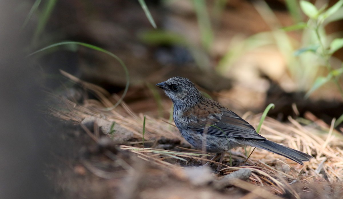 Yellow-eyed Junco - Jay McGowan