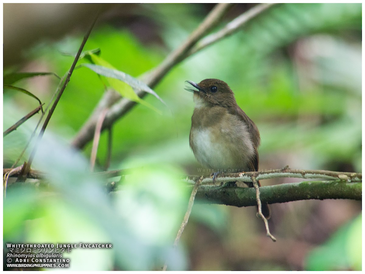 Negros Jungle Flycatcher - ML323765241