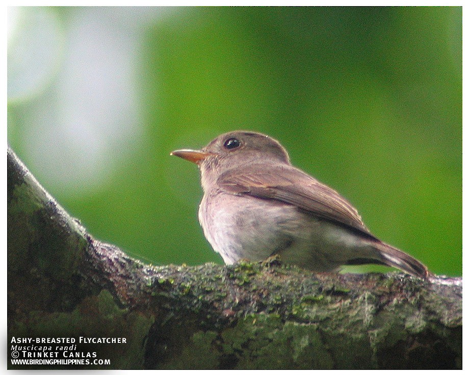 Ashy-breasted Flycatcher - ML323765351