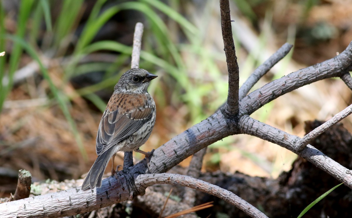 Yellow-eyed Junco - Jay McGowan