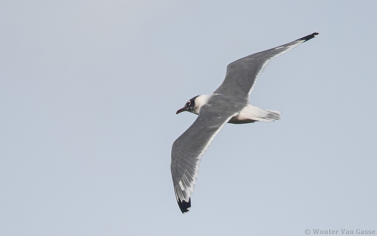 Franklin's Gull - ML323766931