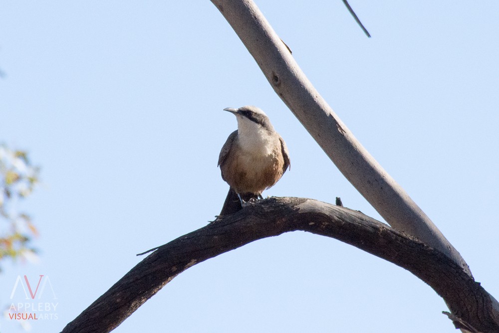 Gray-crowned Babbler - Rodney Appleby