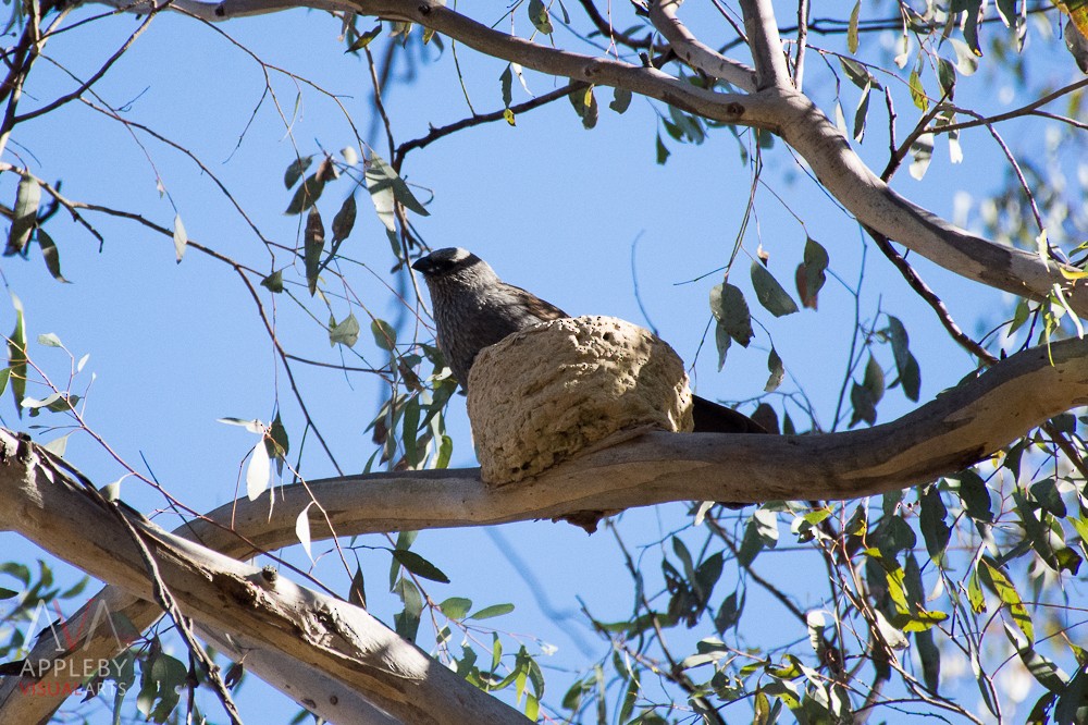 Apostlebird - Rodney Appleby