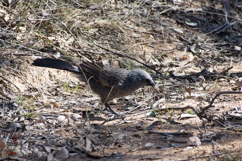 Apostlebird - Rodney Appleby