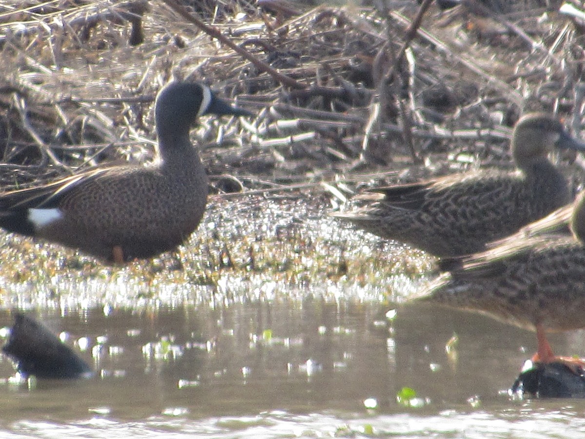 Blue-winged Teal - Rene',Andy and Bill McGill