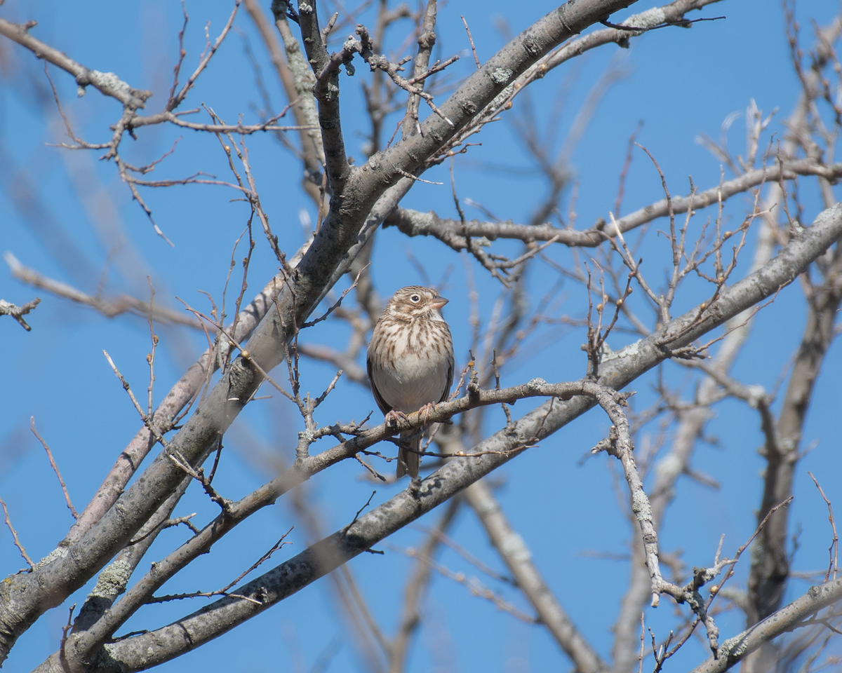 Vesper Sparrow - ML323770371