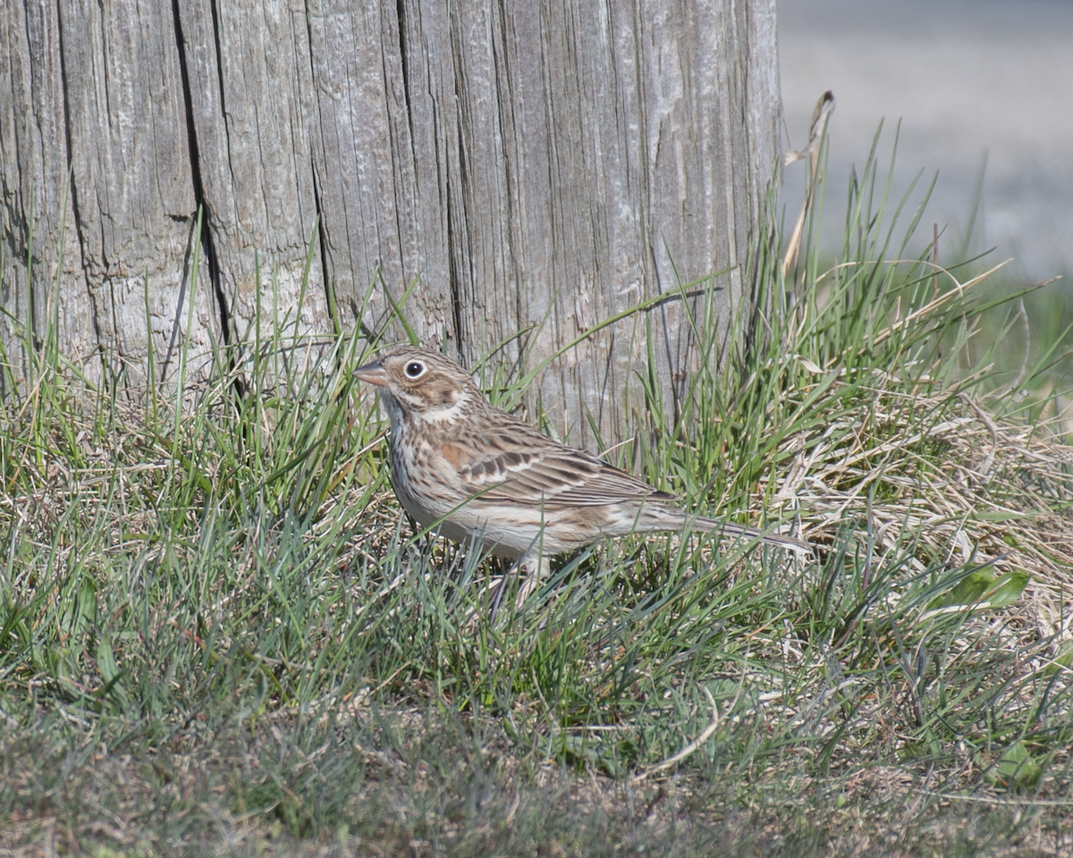 Vesper Sparrow - ML323770391