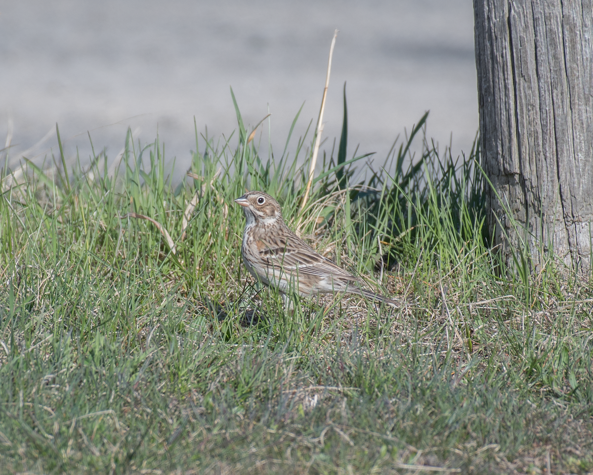 Vesper Sparrow - ML323770451