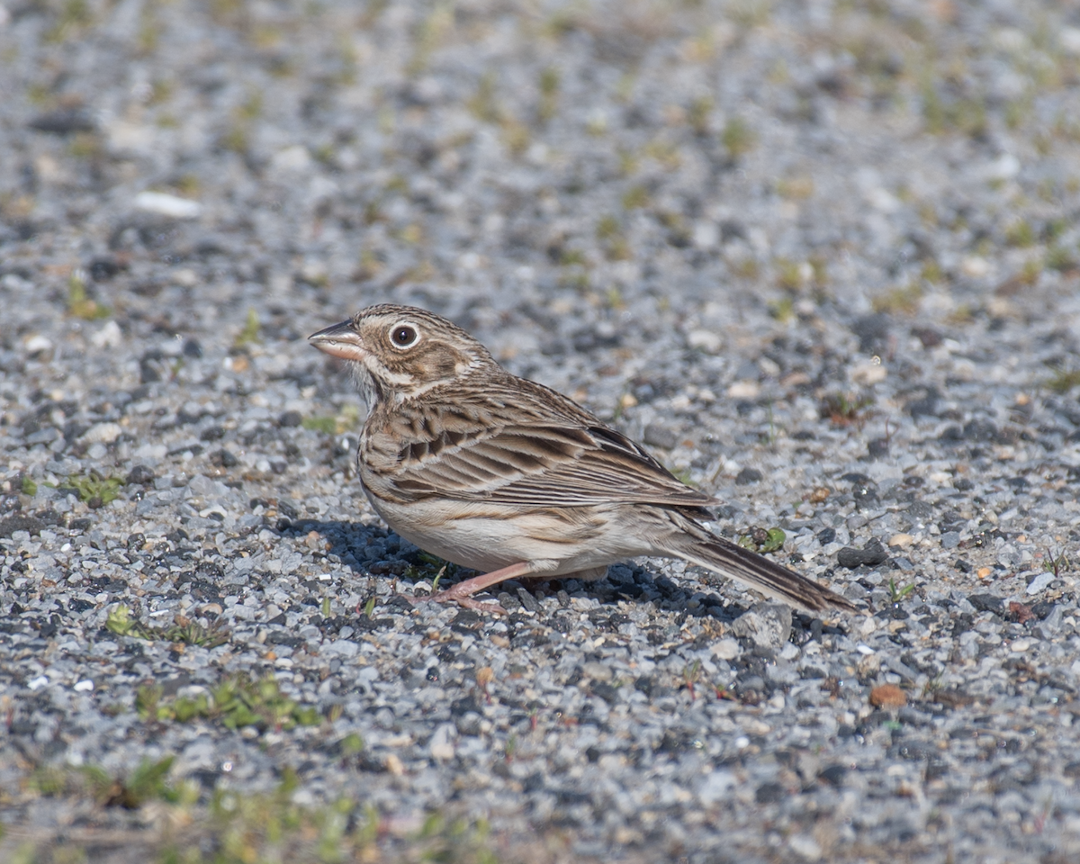 Vesper Sparrow - ML323770501
