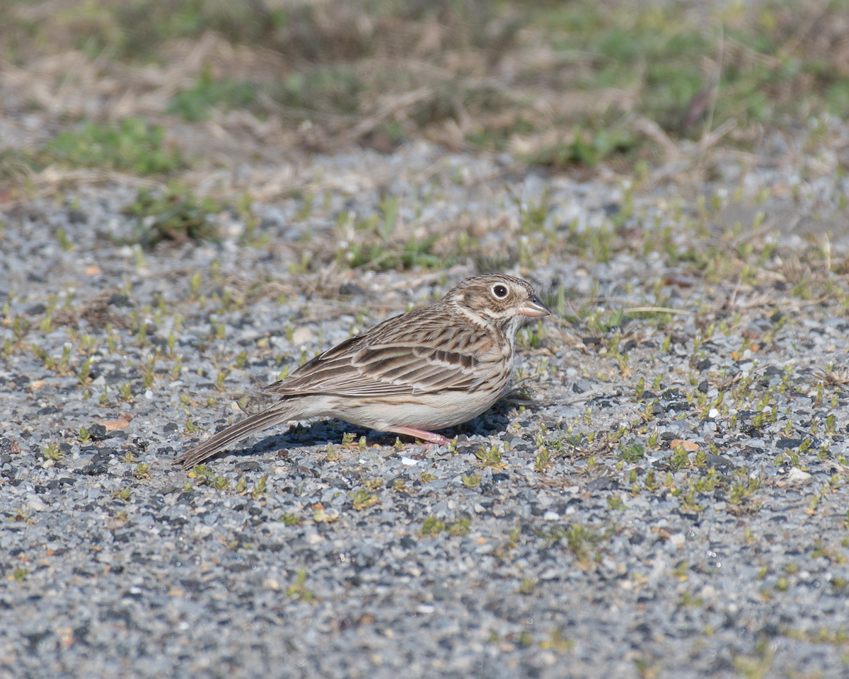 Vesper Sparrow - ML323770551