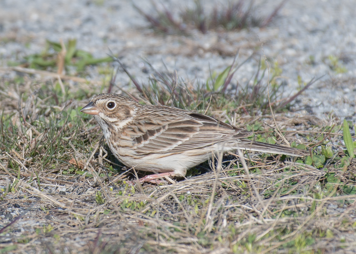 Vesper Sparrow - ML323770661