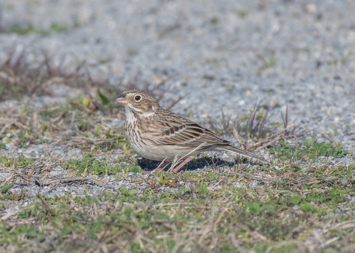 Vesper Sparrow - ML323770731
