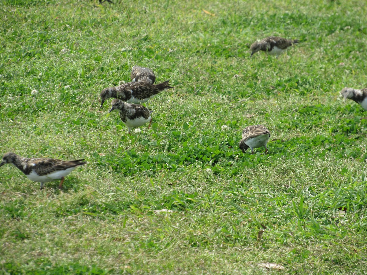 Ruddy Turnstone - Rene',Andy and Bill McGill