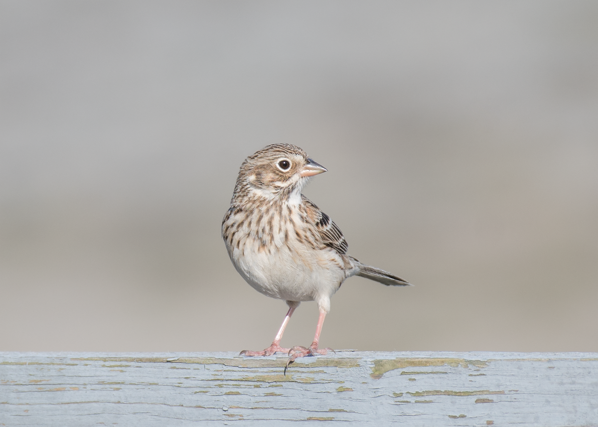 Vesper Sparrow - ML323770891