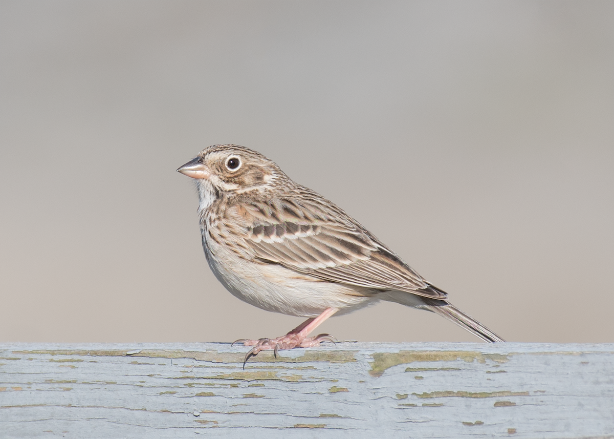 Vesper Sparrow - ML323770931