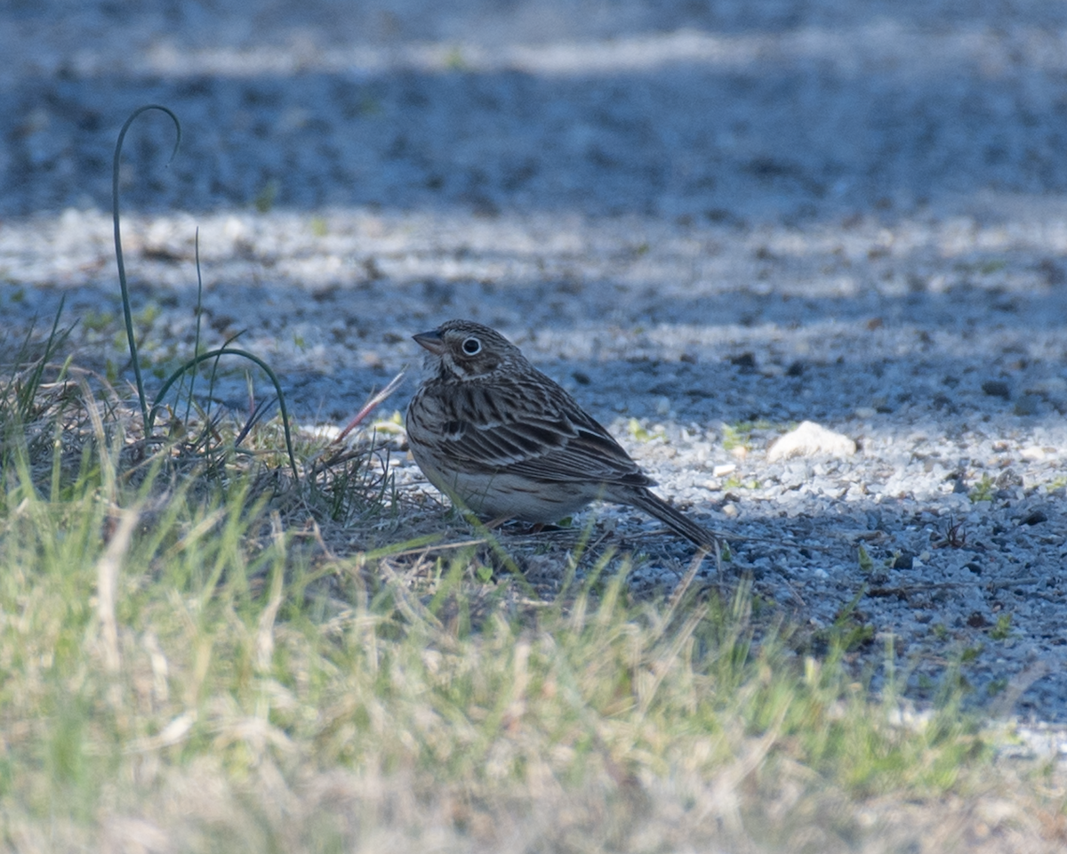 Vesper Sparrow - ML323770961