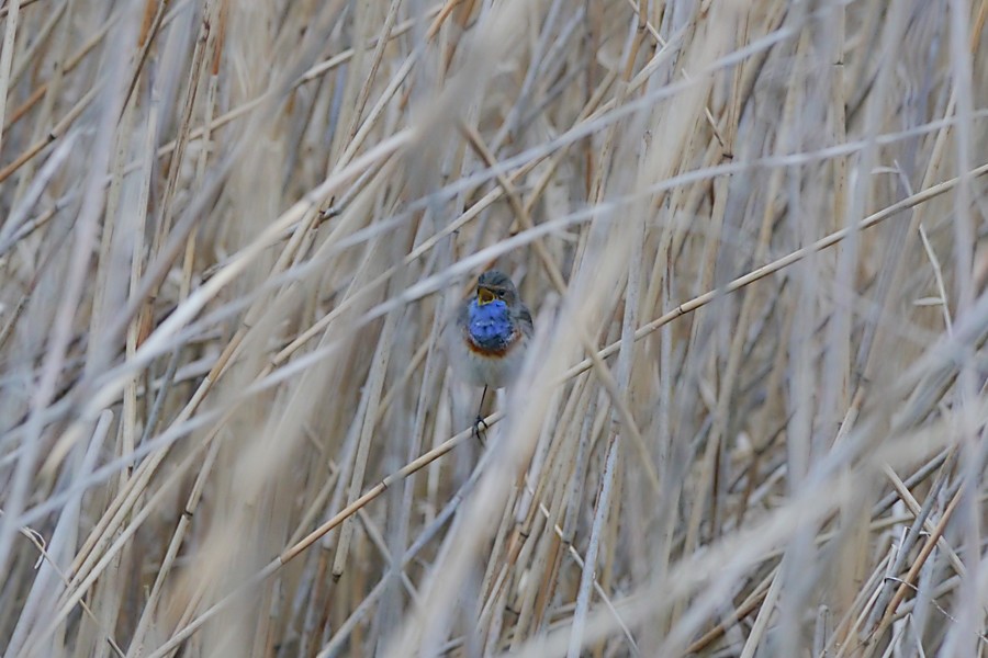 Gorgebleue à miroir (cyanecula/namnetum) - ML323771021