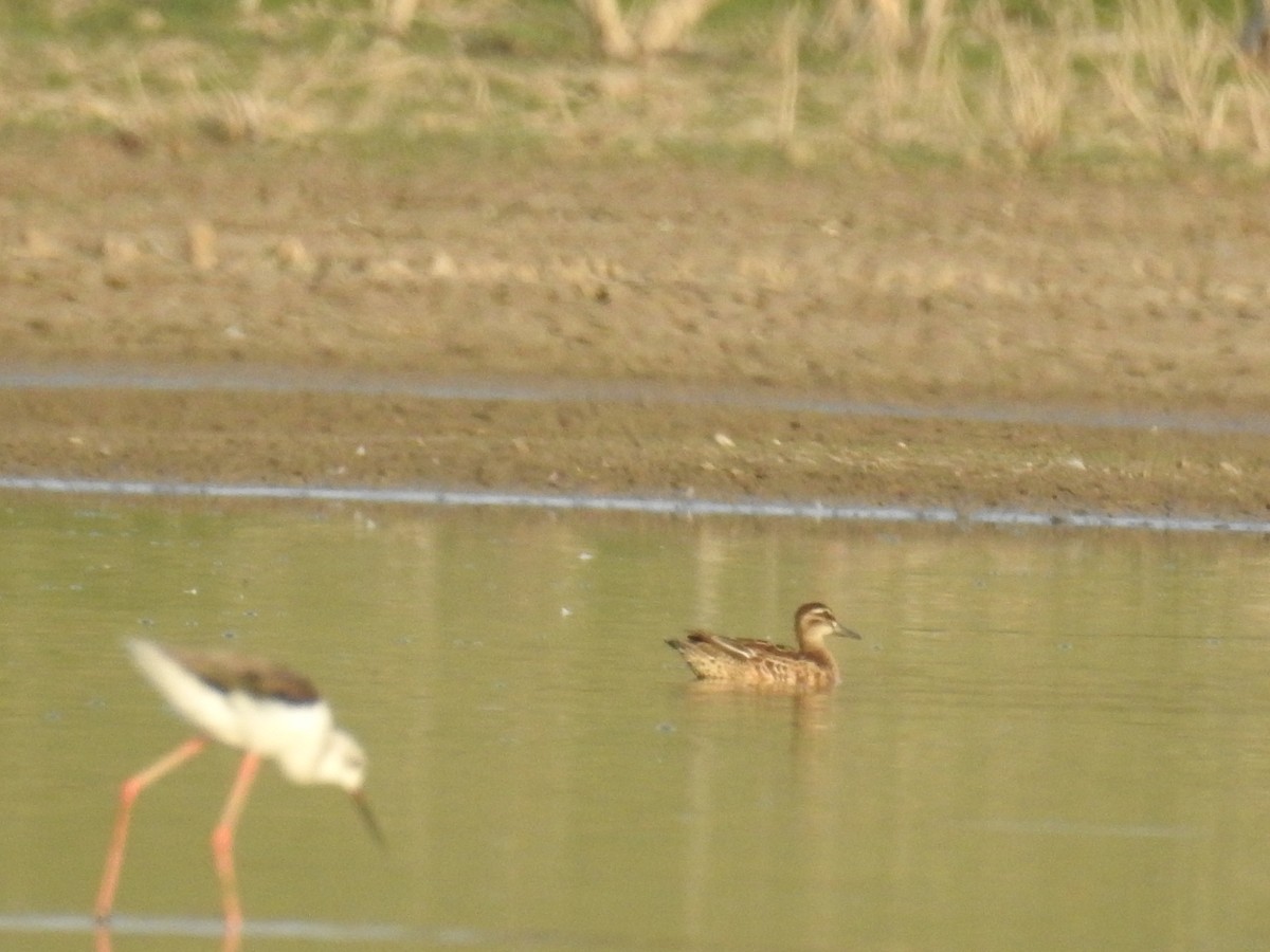 Garganey - Raja Bandi