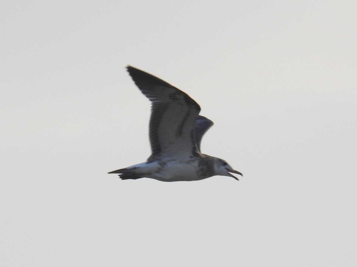 Pallas's Gull - ML323771911