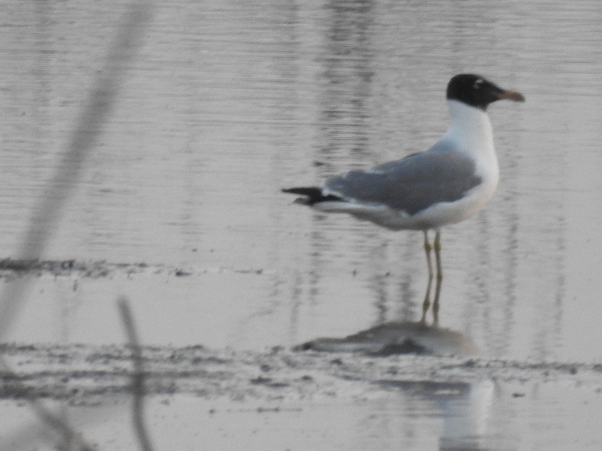 Pallas's Gull - Raja Bandi