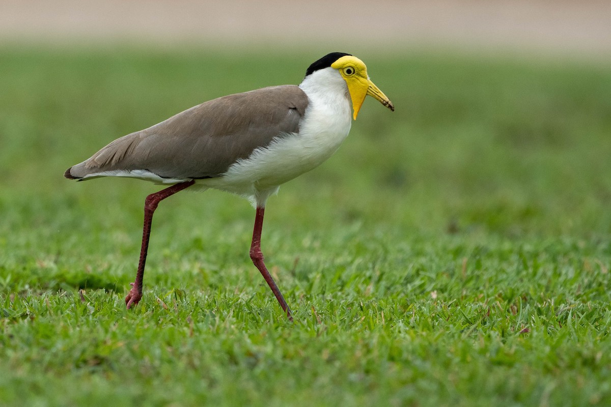 Masked Lapwing - ML323773451