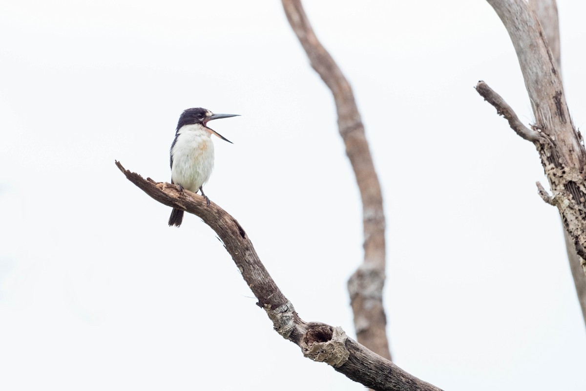 Forest Kingfisher - ML323773471