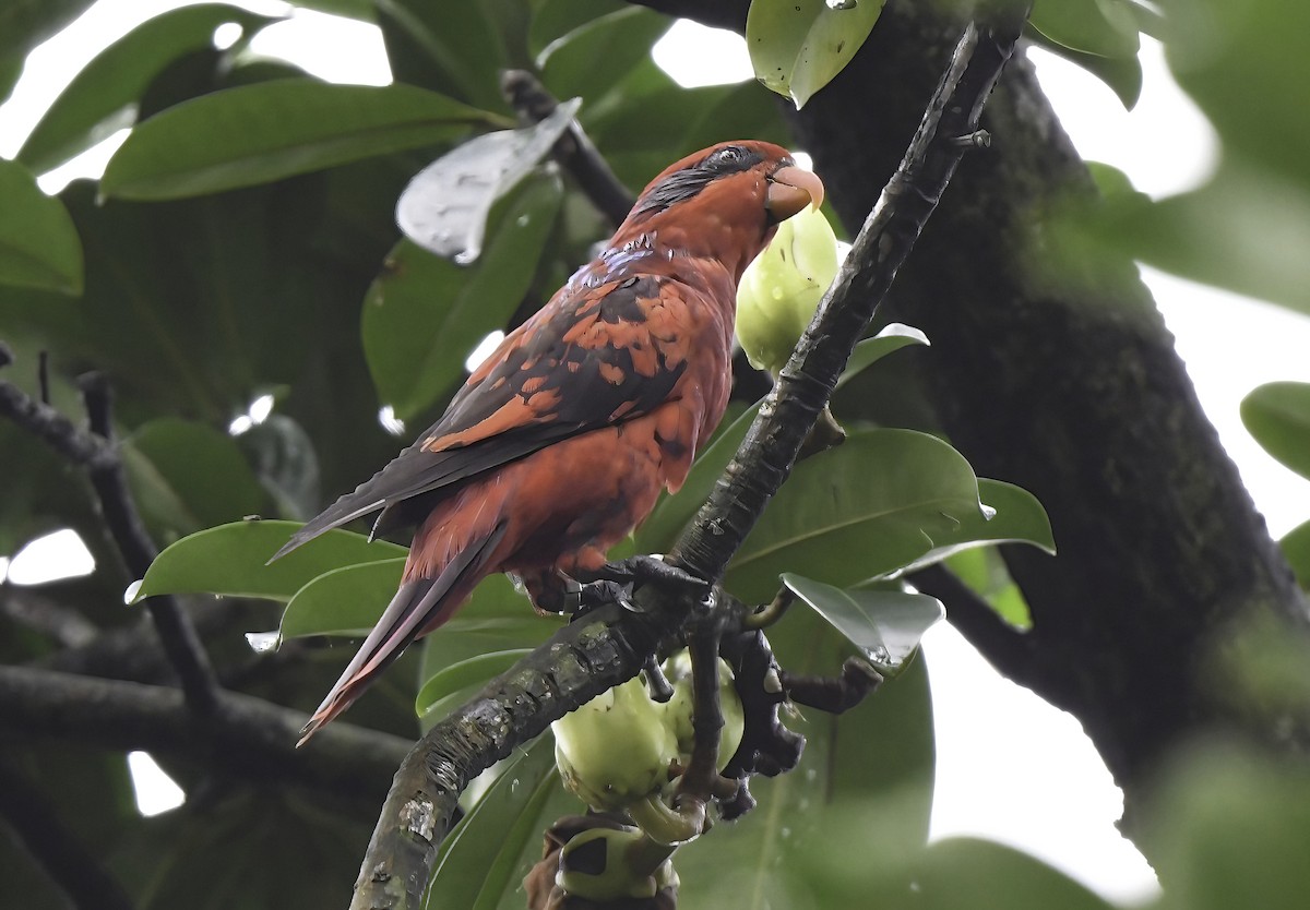 Blue-streaked Lory - ML323777391