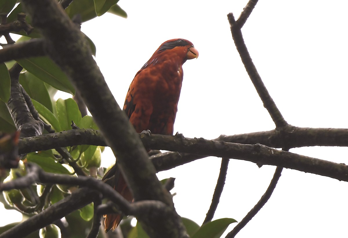 Blue-streaked Lory - ML323777401