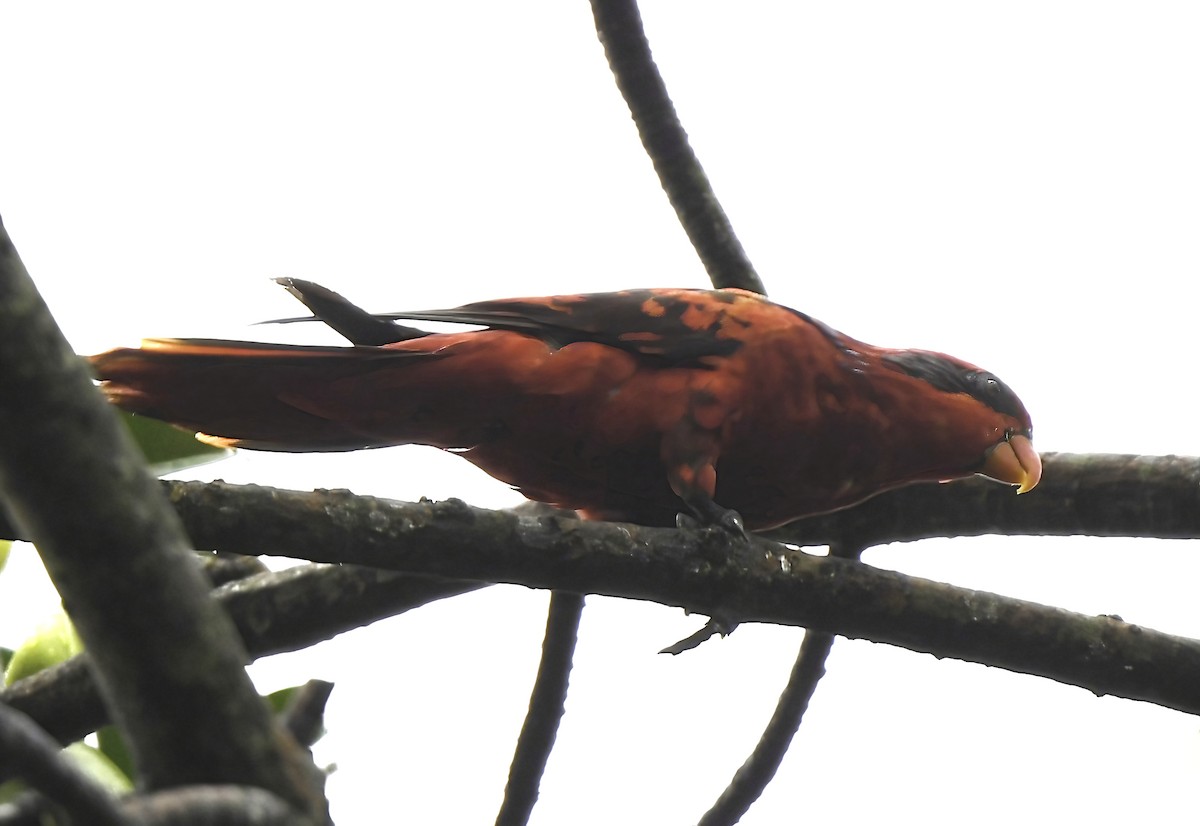 Blue-streaked Lory - ML323777411