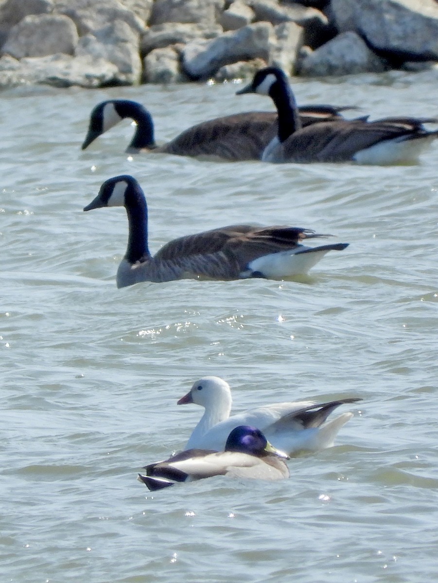 Ross's Goose - ML323779881