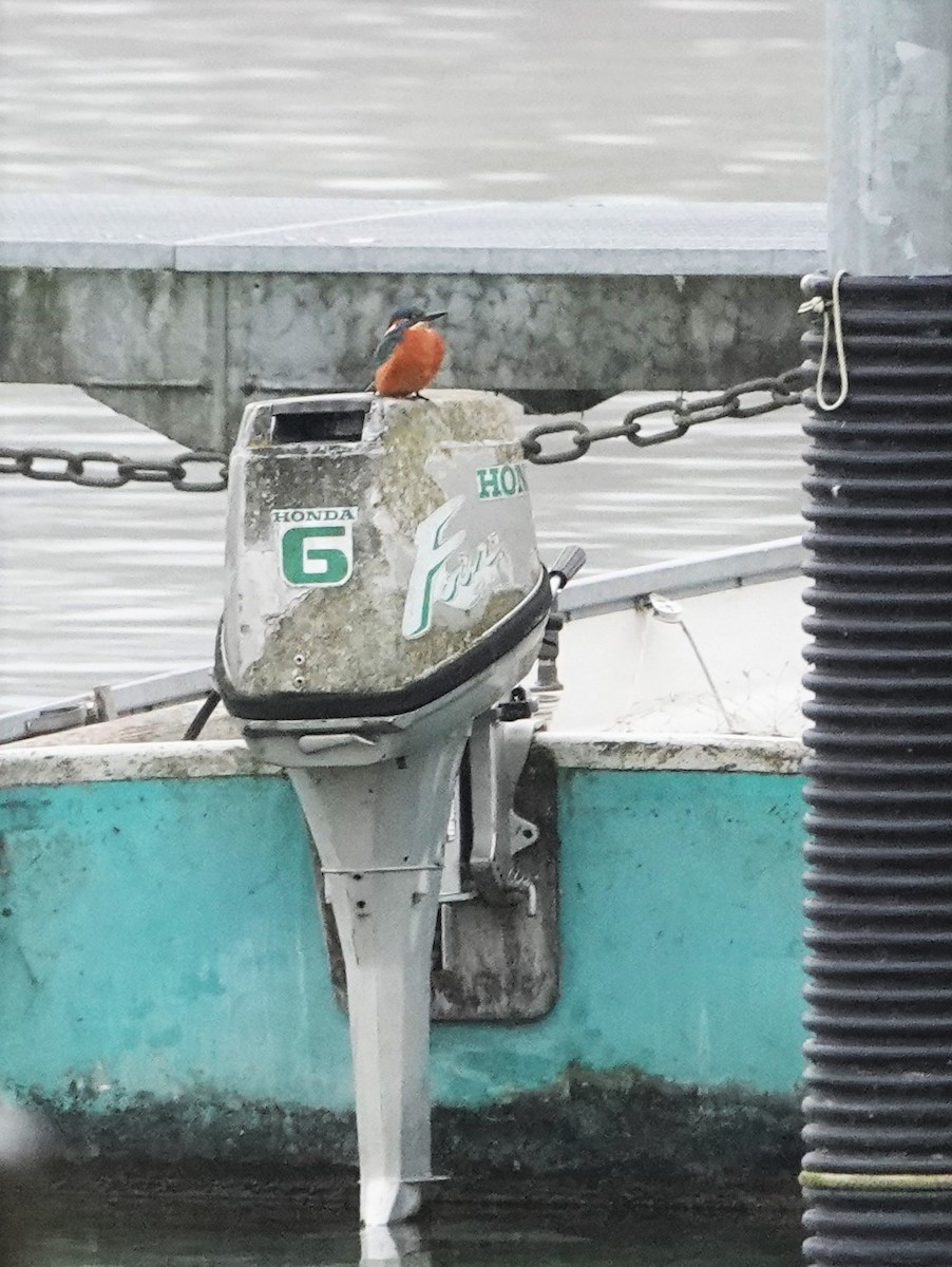 Common Kingfisher (Common) - ML323780431