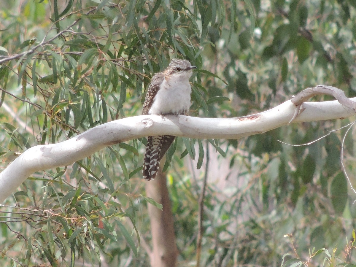 Pallid Cuckoo - George Vaughan