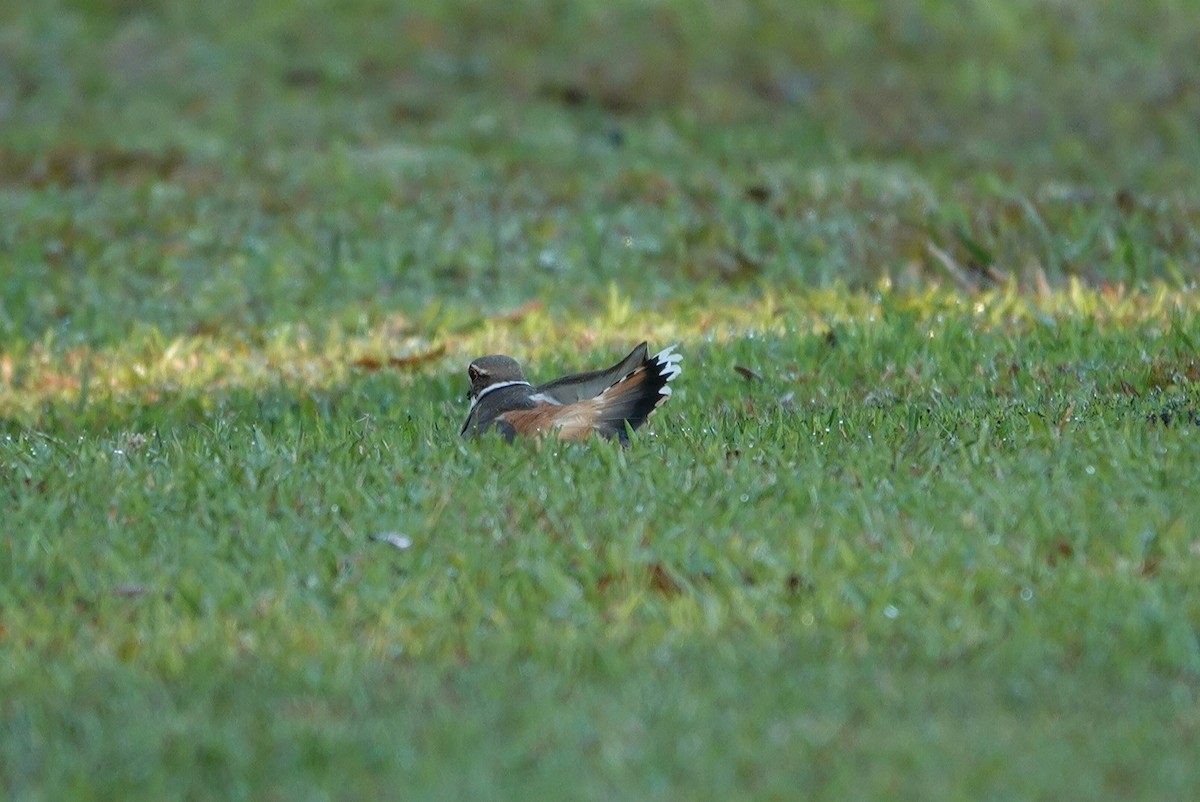 Killdeer - ML323781401